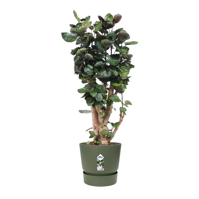 greenville round 47cm leaf green